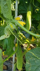 팜모닝 오이·자유게시판 게시글 이미지