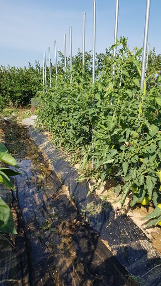 김경형님의 오이 · 자유게시판 작성글 사진