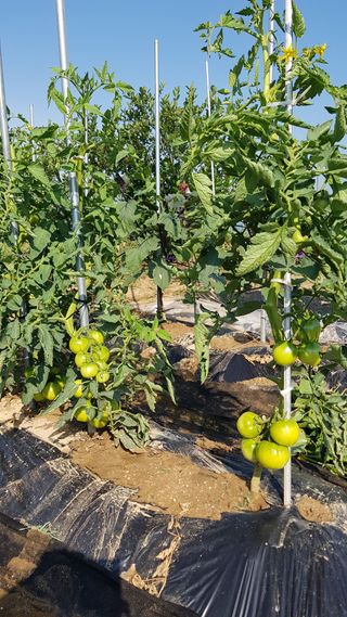 김경형님의 오이 · 자유게시판 작성글 사진