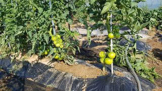 김경형님의 오이 · 자유게시판 작성글 사진