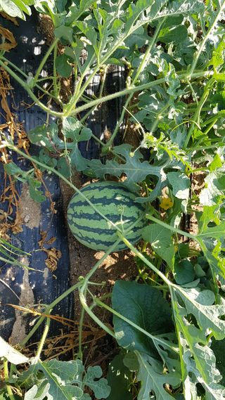 김경형님의 오이 · 자유게시판 작성글 사진