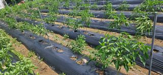 감자1963초보농부님의 고추 · 일상 작성글 사진