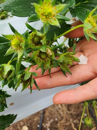 꼬맹님의 딸기 · 병해충상담 작성글 사진