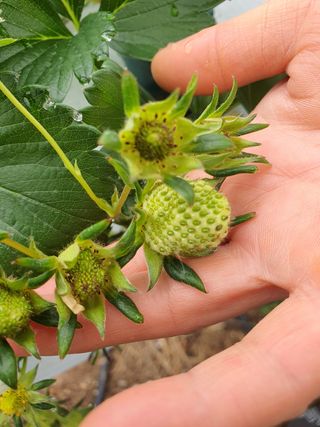 꼬맹님의 딸기 · 병해충상담 작성글 사진