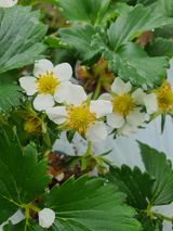 팜모닝 딸기·병해충상담 게시글 이미지