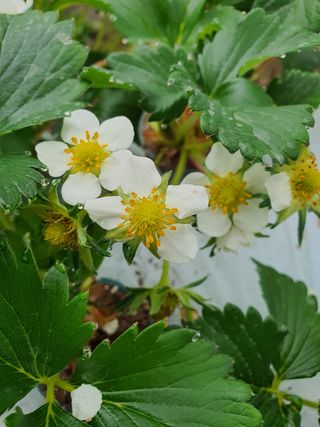 꼬맹님의 딸기 · 병해충상담 작성글 사진