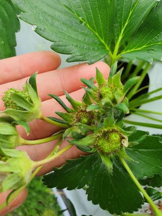 꼬맹님의 딸기 · 병해충상담 작성글 사진