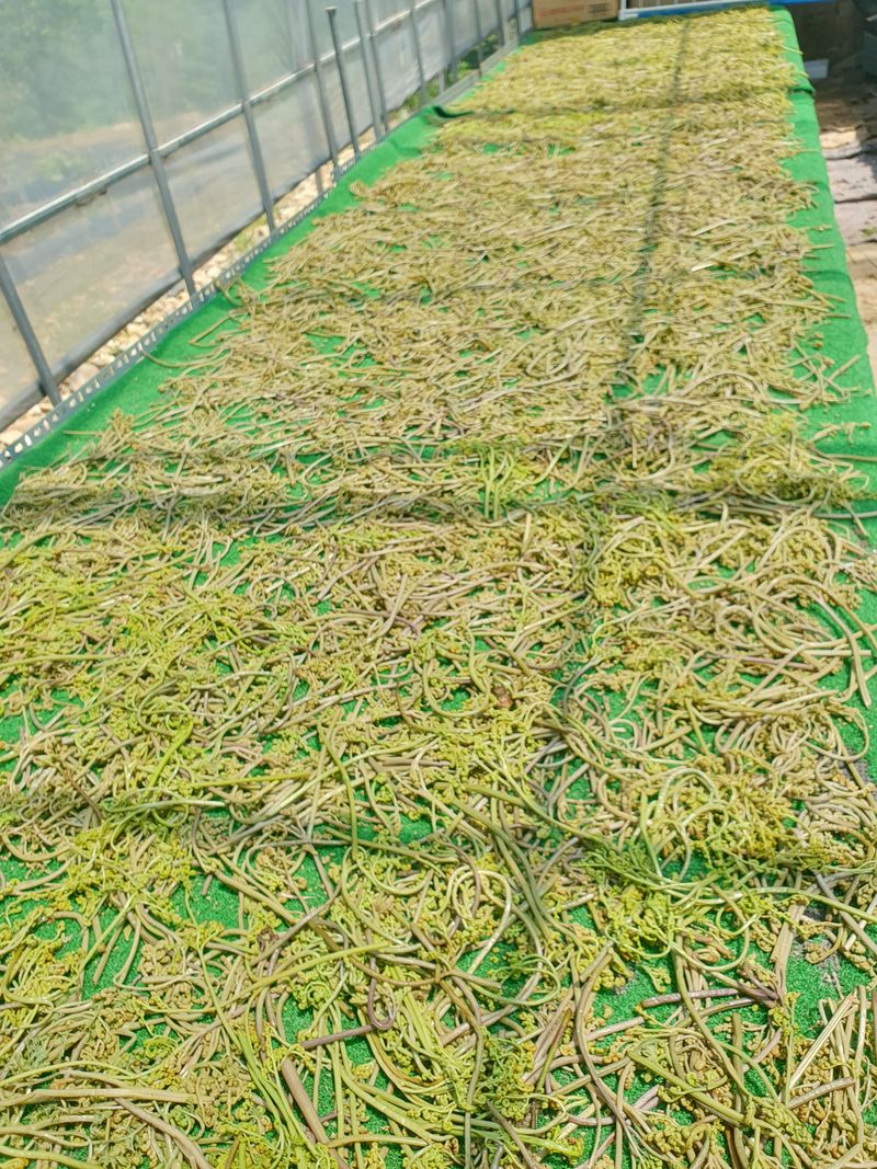 장터 상품 [건고사리100g품절] 썸네일