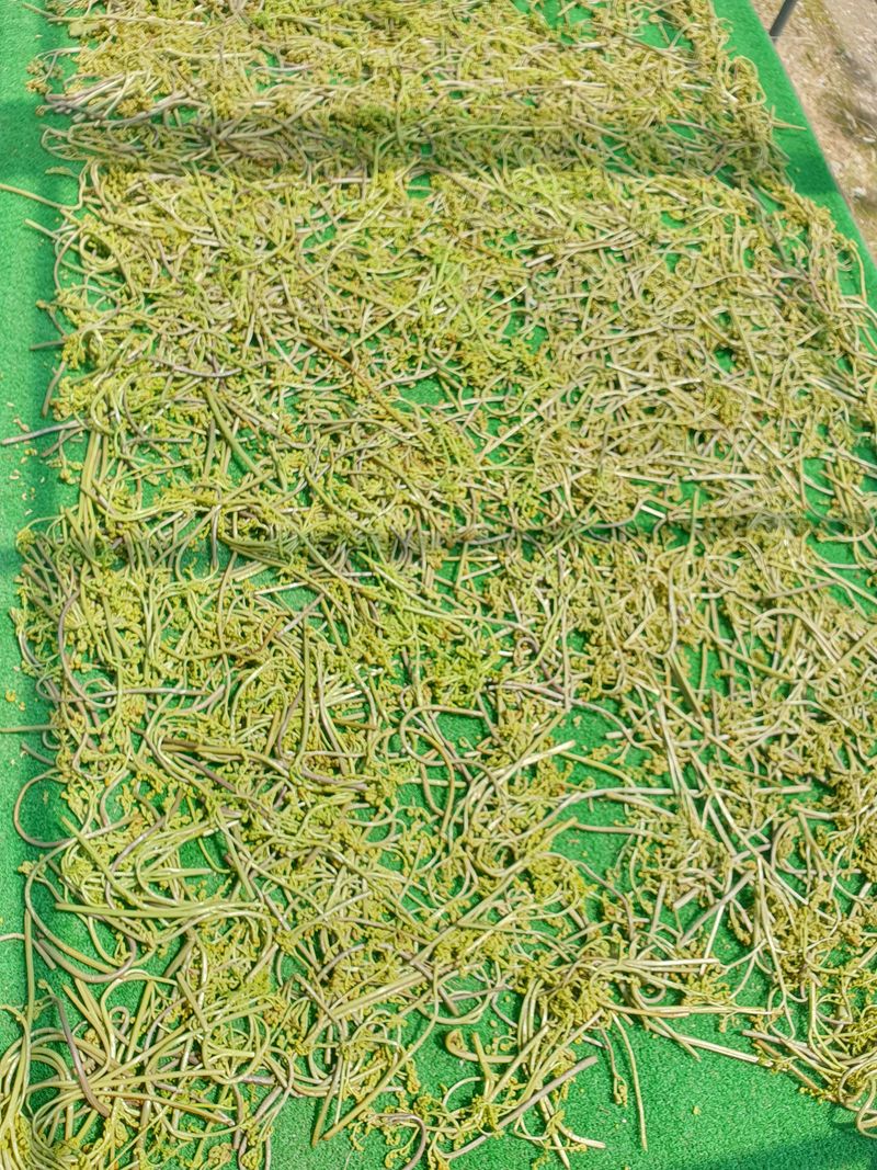 농산물에 진심구병안님의 장터 판매 상품 [건고사리100g품절] 첨부 사진