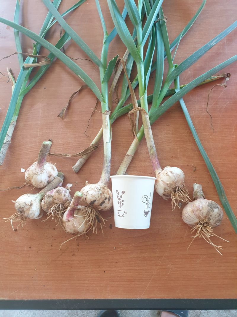 장터 상품 [홍산 마늘 1접] 썸네일