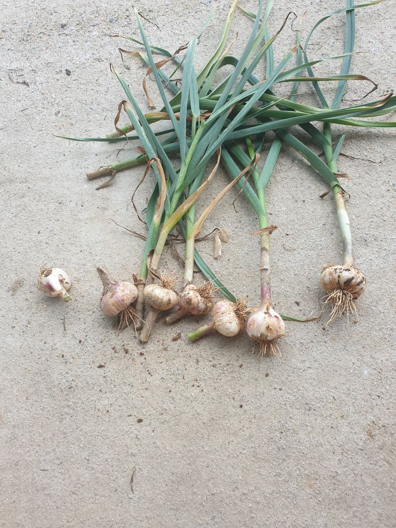 조순자님의 장터 판매 상품 [홍산 마늘 1접] 첨부 사진