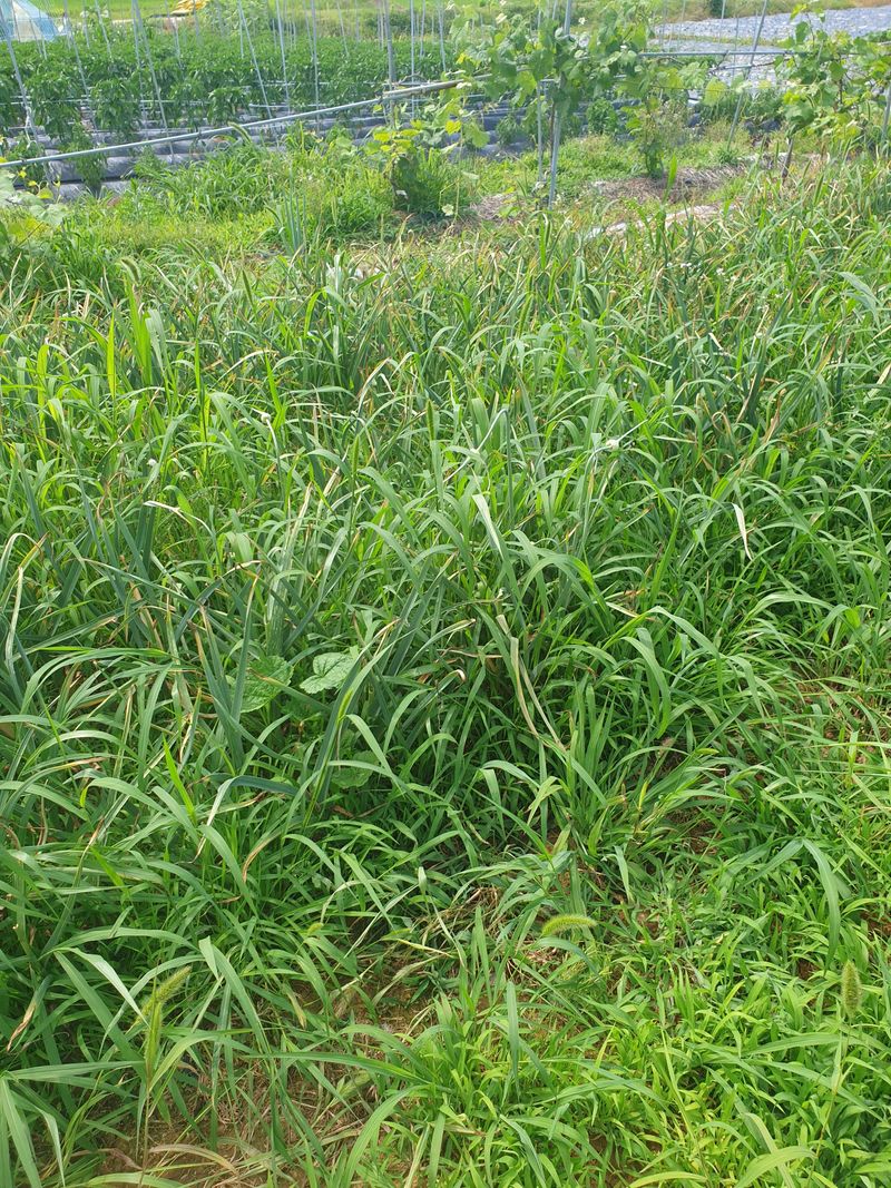 조순자님의 장터 판매 상품 [홍산 마늘 1접] 첨부 사진