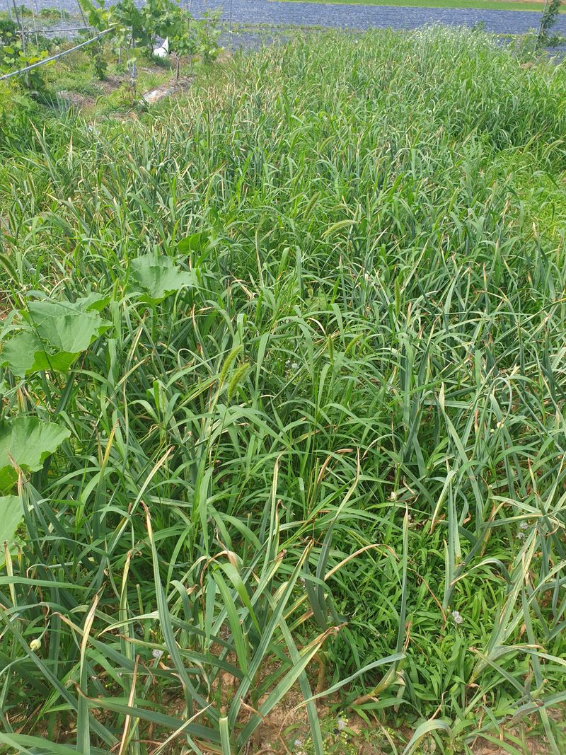 조순자님의 장터 판매 상품 [홍산 마늘 1접] 첨부 사진