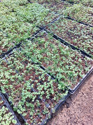 용기님의 들깨 · 자유게시판 작성글 사진