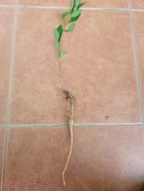 팜모닝 자유주제·자유게시판 게시글 이미지