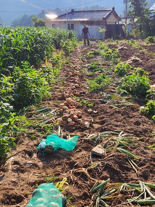 먹거리 아줌님의 콩 · 영농일지 작성글 사진