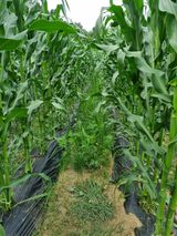 팜모닝 농부님! 어떤 농약 쓰세요?·참여 게시글 이미지