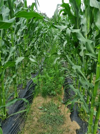 이완구님의 농부님! 어떤 농약 쓰세요? · 참여 작성글 사진