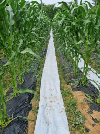 이완구님의 농부님! 어떤 농약 쓰세요? · 참여 작성글 사진