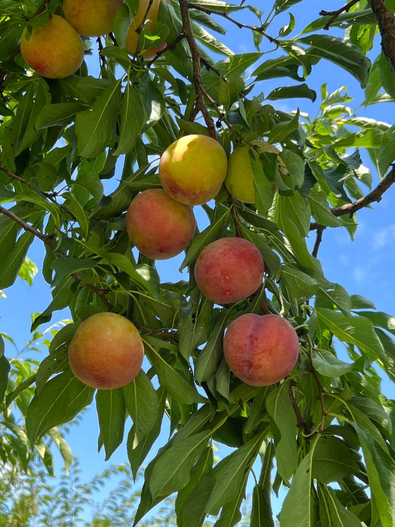 프룻하늬님의 장터 판매 상품 [최상품 도담 자두 2kg, 3kg] 첨부 사진