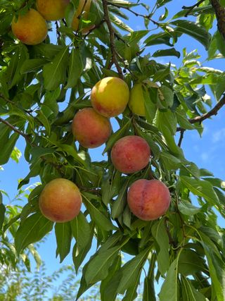 프룻하늬님의 작성글 사진