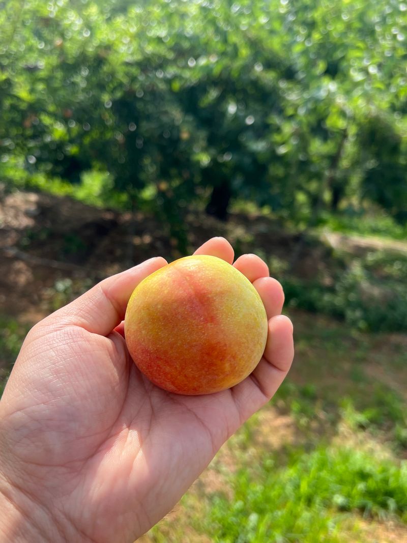 프룻하늬님의 장터 판매 상품 [최상품 도담 자두 2kg, 3kg] 첨부 사진