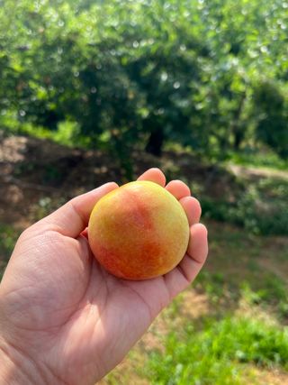 프룻하늬님의 작성글 사진