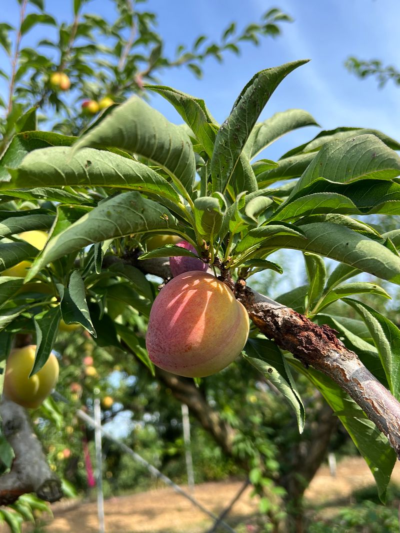 프룻하늬님의 장터 판매 상품 [최상품 도담 자두 2kg, 3kg] 첨부 사진