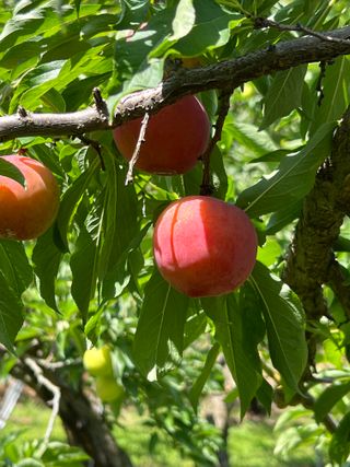 프룻하늬님의 작성글 사진