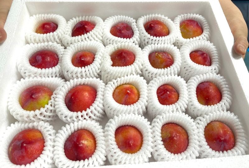 장터 상품 [최상품 도담 자두 2kg, 3kg] 썸네일