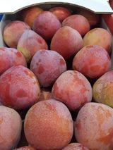 팜모닝 · 게시글 이미지