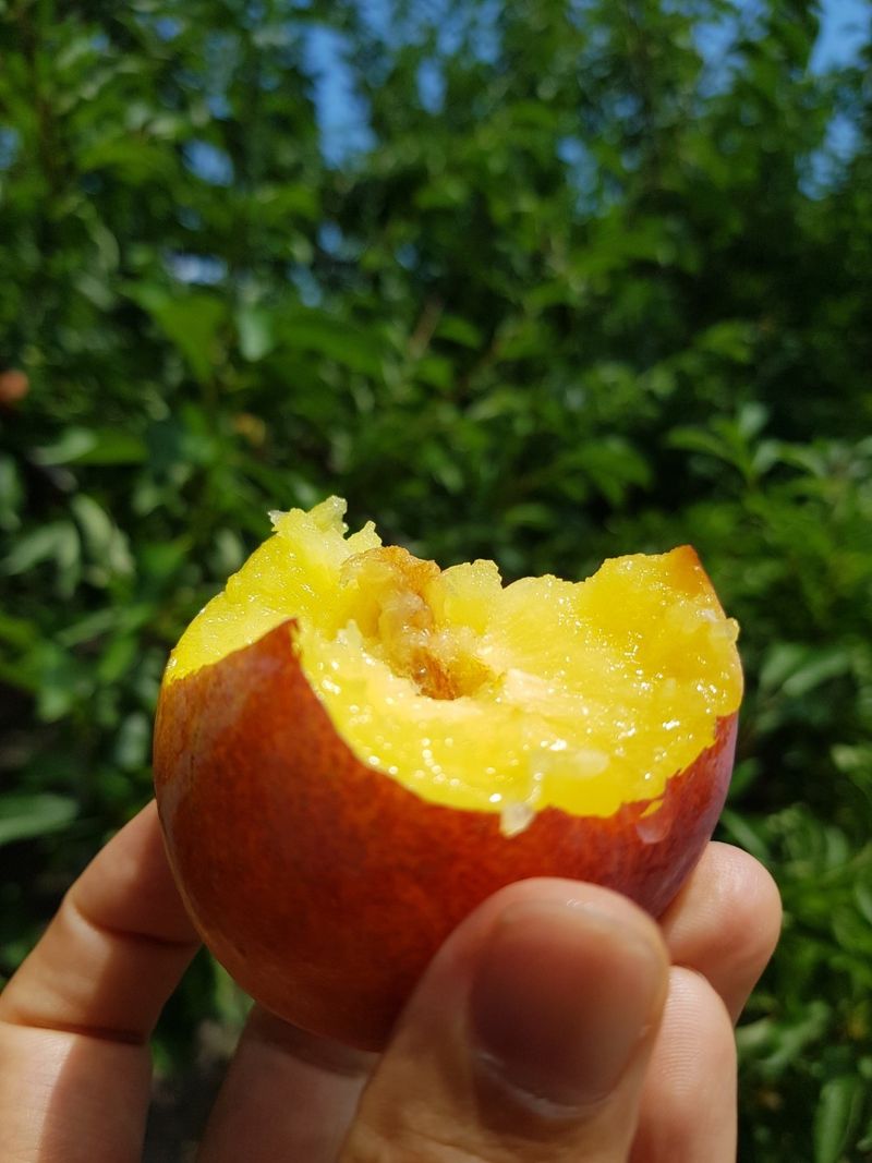 프룻하늬님의 장터 판매 상품 [최상품 도담 자두 2kg, 3kg] 첨부 사진