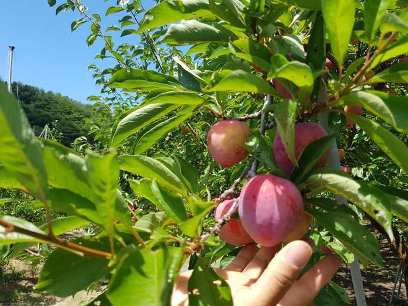 프룻하늬님의 장터 판매 상품 [최상품 도담 자두 2kg, 3kg] 첨부 사진