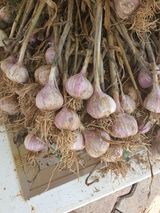 팜모닝 마늘·수확 게시글 이미지