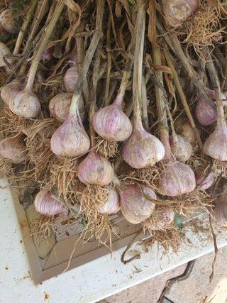 jush님의 마늘 · 수확 작성글 사진