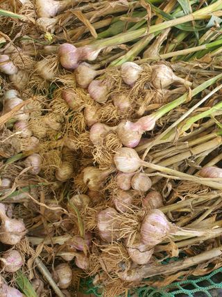 jush님의 마늘 · 수확 작성글 사진