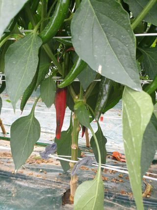 김혜순님의 고추 · 비료•농약 작성글 사진