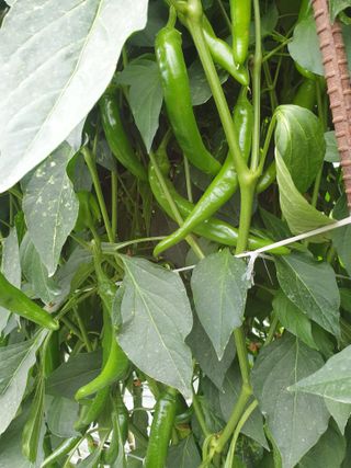 김혜순님의 고추 · 비료•농약 작성글 사진