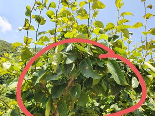 이은경님의 감 · 병해충상담 작성글 사진