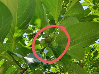 이은경님의 감 · 병해충상담 작성글 사진