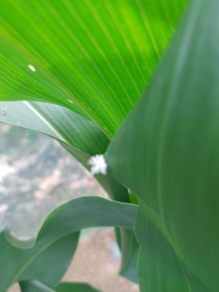 이승호님의 옥수수 · 병해충상담 작성글 사진