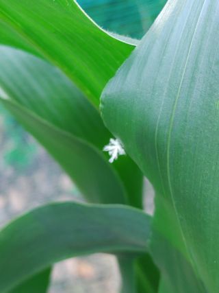 이승호님의 옥수수 · 병해충상담 작성글 사진
