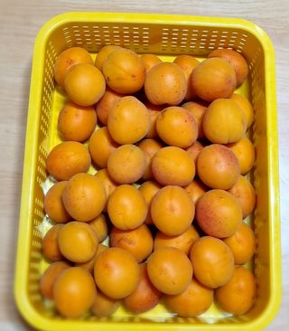 매실이랑 자급자족님의 매실 · 영농일지 작성글 사진