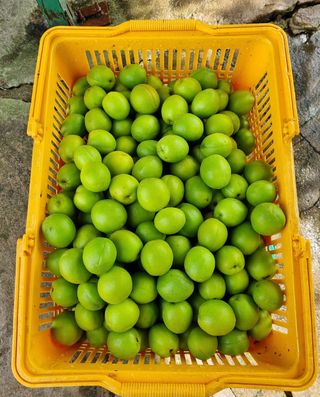 매실이랑 자급자족님의 매실 · 영농일지 작성글 사진