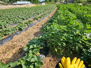 조순귀창원성산구사파님의 고구마 · 자유게시판 작성글 사진