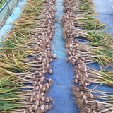 팜모닝 마늘·수확 게시글 이미지