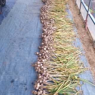 전명우님의 마늘 · 수확 작성글 사진