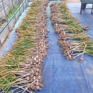 전명우님의 마늘 · 영농일지 작성글 사진