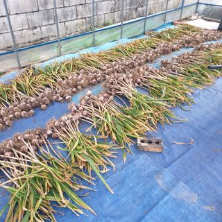 전명우님의 마늘 · 영농일지 작성글 사진