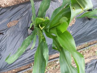 박동준님의 옥수수 · 영농일지 작성글 사진